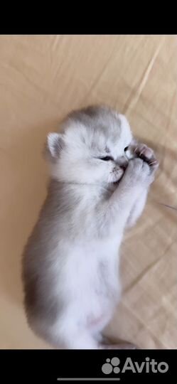 Шиншила котенок