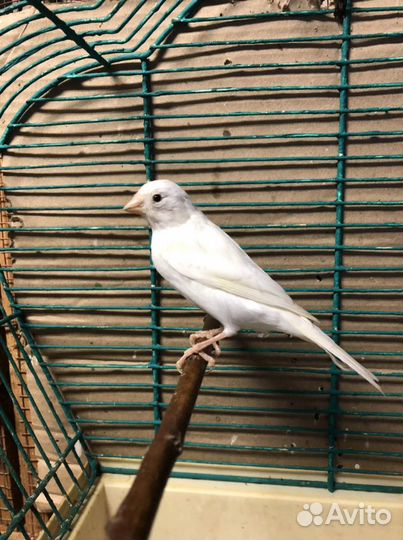 Певчие и дикие птицы