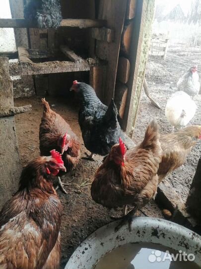 Продам инкубационные яйца от домашних кур