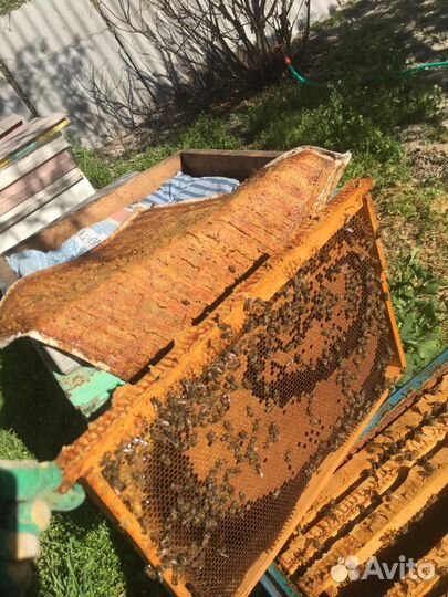 Улей с пчелами