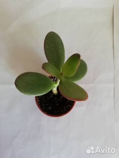 Денежное дерево (толстянка)