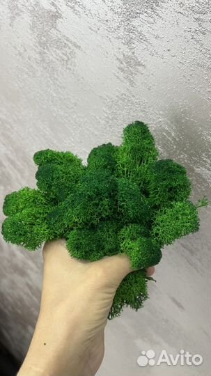 Стабилизированный мох