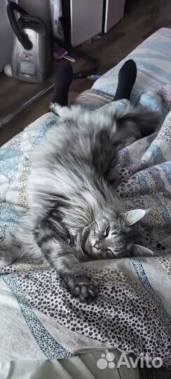 Кошка майнкун