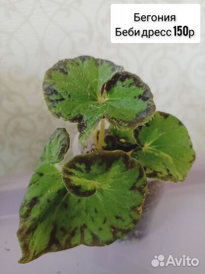 Бегонии декоративнолиственные