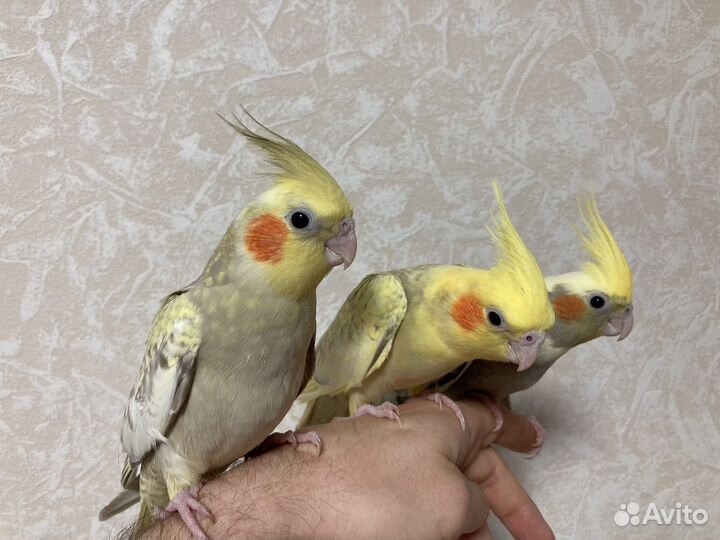 Ручные птенцы попугая корелла в наличии