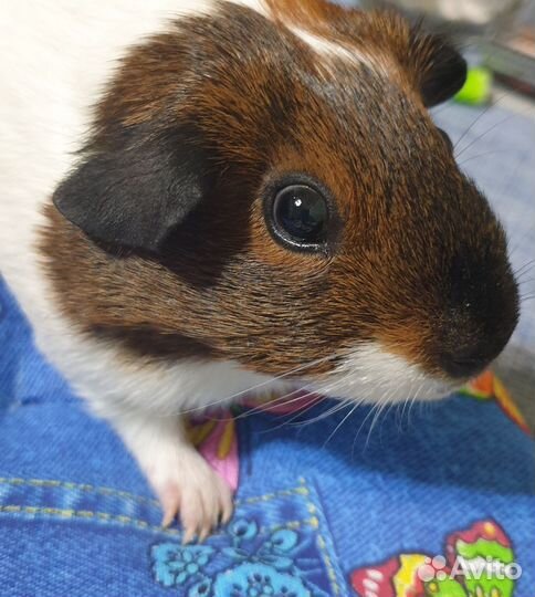 Морские свинки