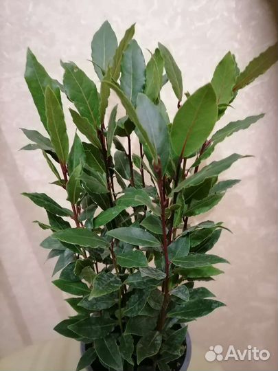 Лавровое дерево комнатные цветы вечнозеленое расте