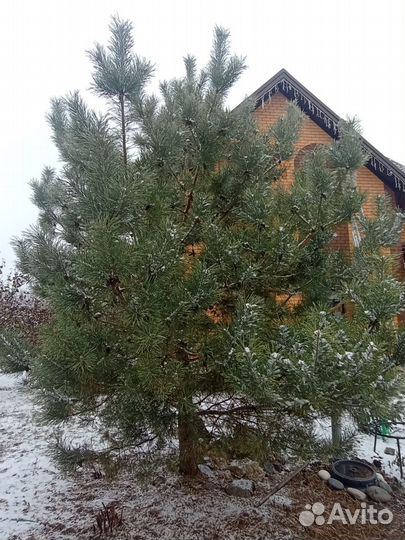 Сосна обыкновенная