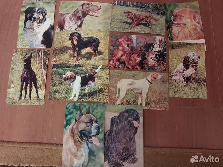 Открытки СССР породы собак