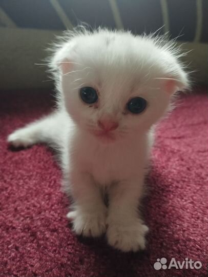 Хайленд фолд котята