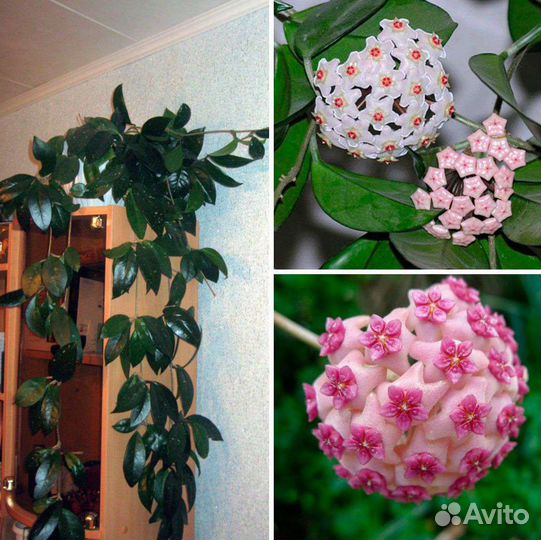 Комнатные растения