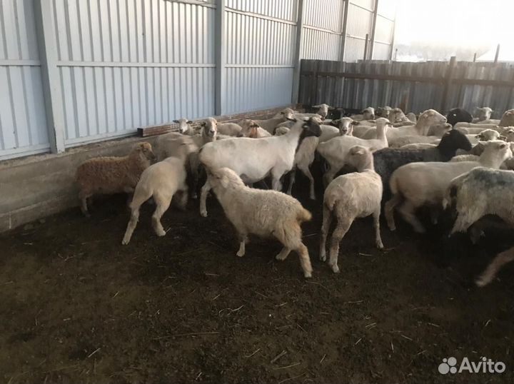 Продаю овцы и бараны