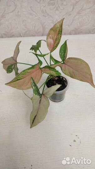 Сингониум Ред спорт