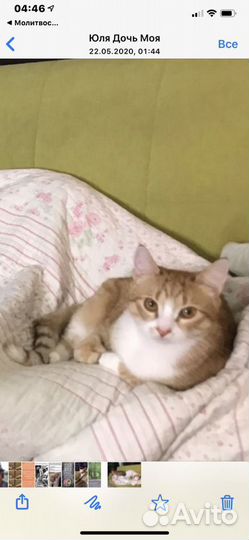 Кот Захар- самый лучший Кот в мире