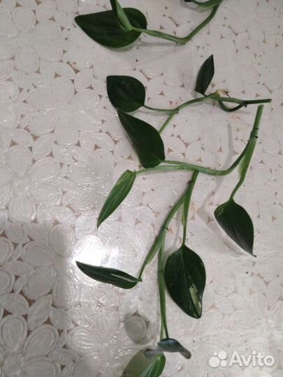 Фил Кобра жел вар