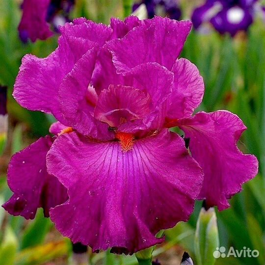Ирисы сортовые