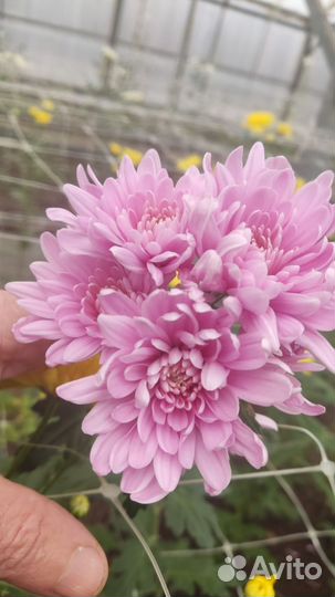 Цветы к 8 марта оптом