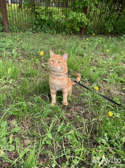 Передержка собак, зоотакси