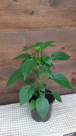 Перчик горький комнатный