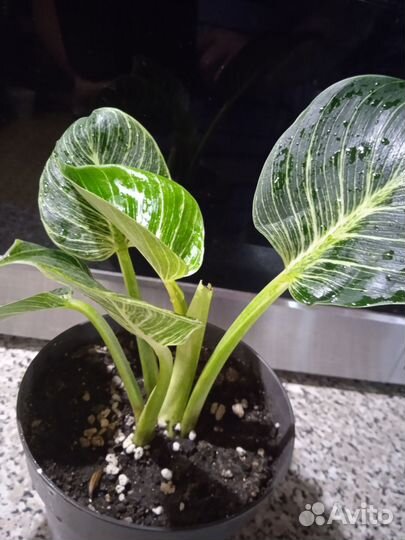 Филодендрон