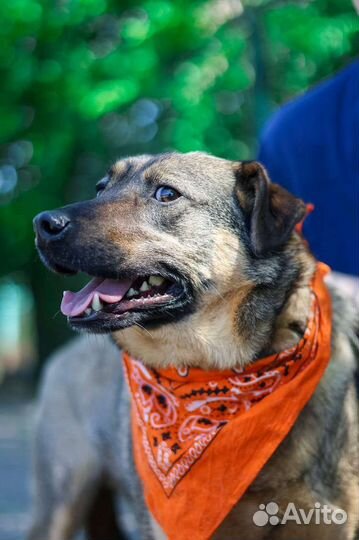 Верный Лукас мечтает о доме