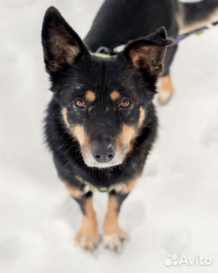 Байкал ищет дом