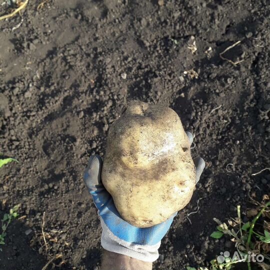 Картофель крупный, вкуснейший