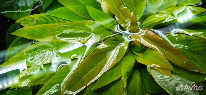 Аквариумные растения