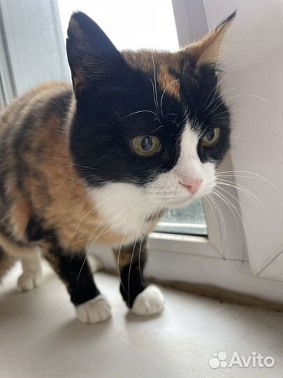 Кошка Соня ищет дом