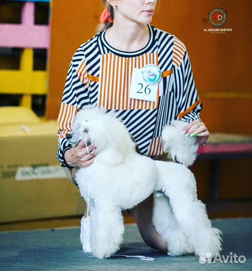 Вязка Карликовый пудель кобель