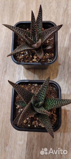 Суккуленты