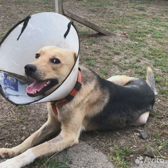 Молодой пёс инвалид Танк