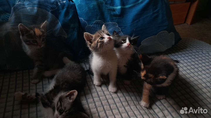 Котята в добрые руки