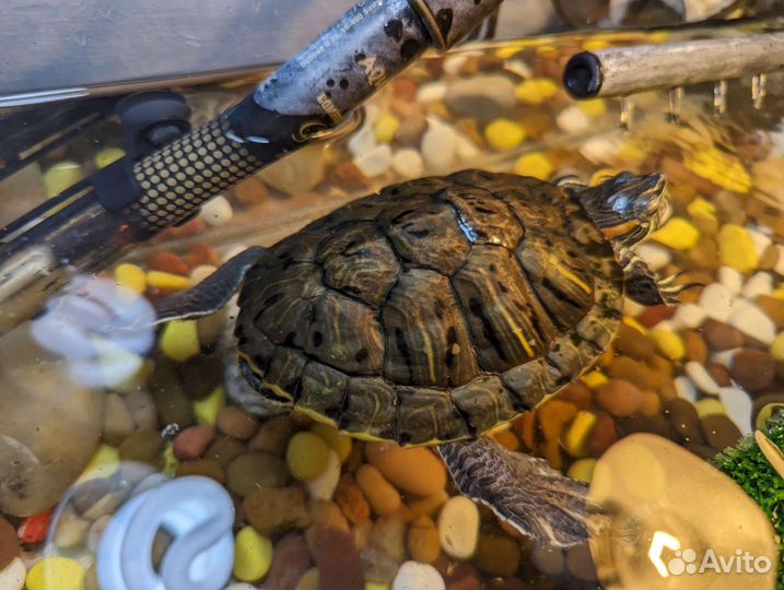 Красноухая черепаха с аквариумом