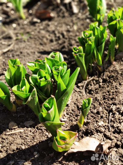 Луковицы безвременника