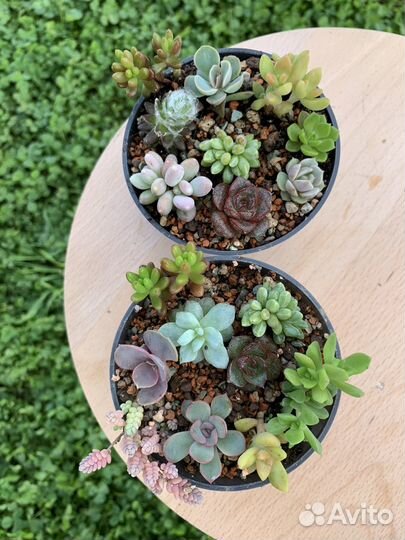 Суккуленты набором