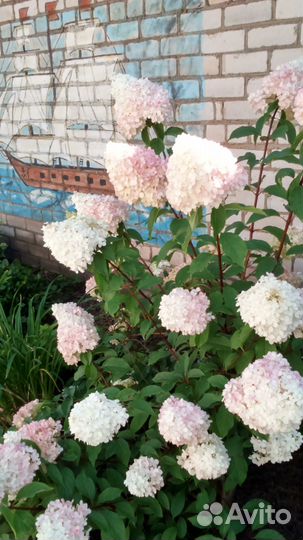 Кустарники цветущие и хвойники