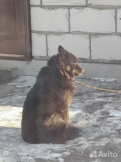 Потярялась собака