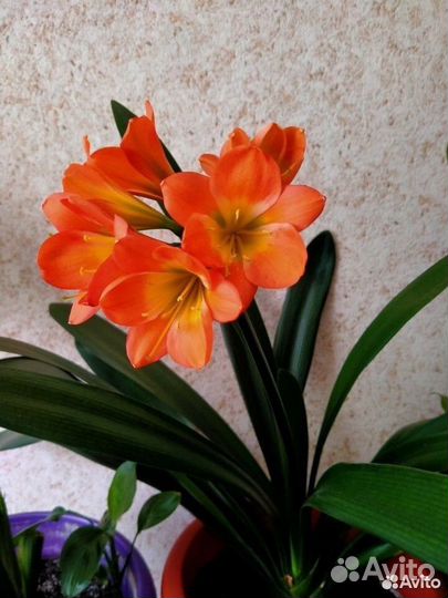 Комнатный цветок. Детка Кливии