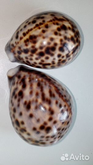 Ракушки Каури Тигровые