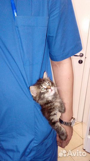 Ветеринарные услуги. Ветеринарный врач на дом