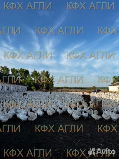 Гуси маточное поголовье,старки 3х летние Итальянки