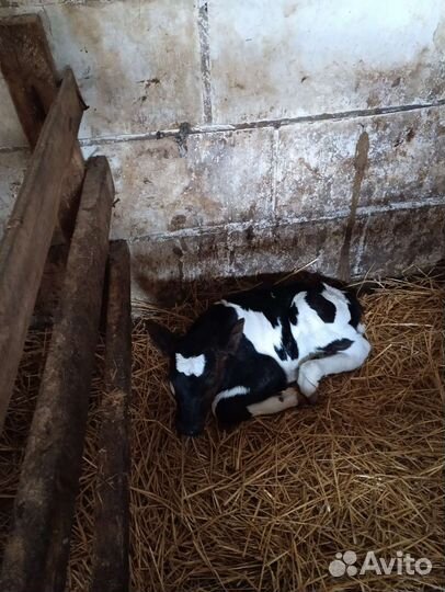 Коровы и телки