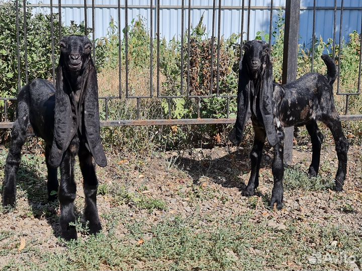 Козы Камори