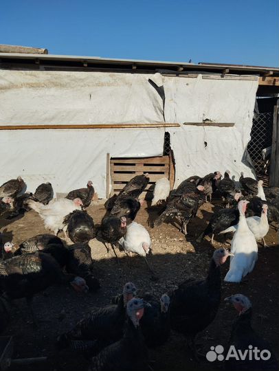 Продаются Индюки