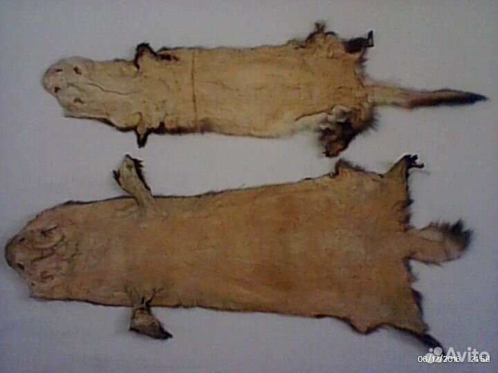 Шкурки хорька выделанные\Всего 2шт\Цена за 1шт\