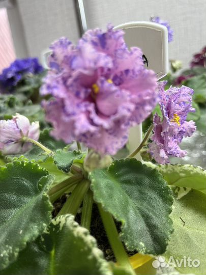Фиалки сортовые,лист на срез