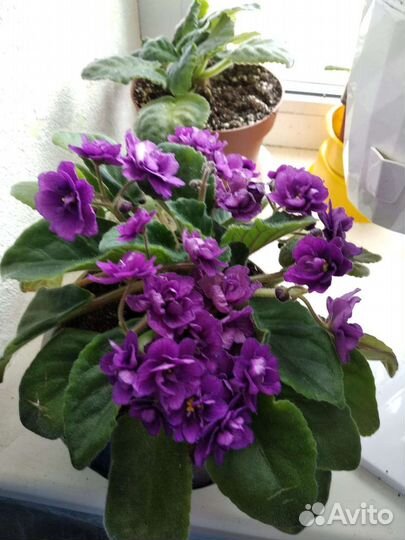 Фиалка в горшках