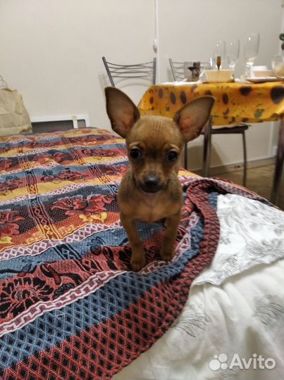 Северск томской области