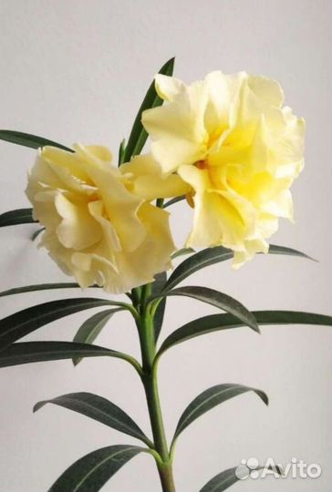 Олеандр кремовый,розовый, белый.Пилея пеперомио